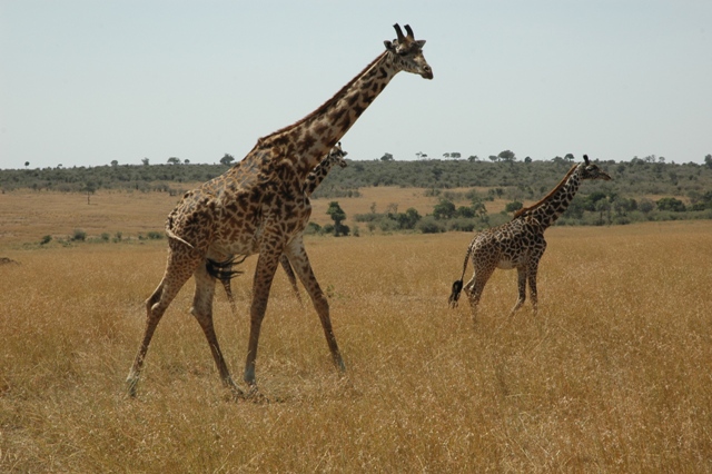 Kenya Short Tours